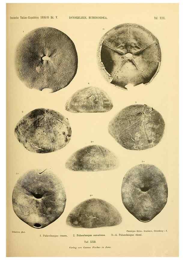 Reproducción/Reproduction 49484390563: Wissenschaftliche Ergebnisse der Deutschen Tiefsee-Expedition auf dem Dampfer ""Valdivia"" 1898-1899.. Jena,G. Fischer,1902-40.. 