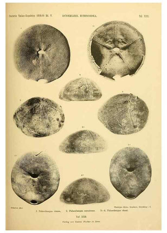 Reproducción/Reproduction 49484390563: Wissenschaftliche Ergebnisse der Deutschen Tiefsee-Expedition auf dem Dampfer ""Valdivia"" 1898-1899.. Jena,G. Fischer,1902-40.. 