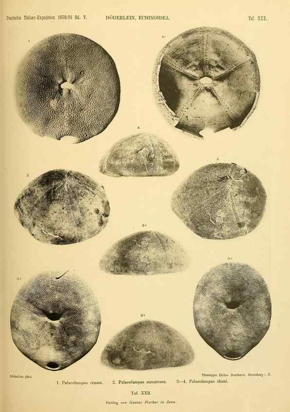 Reproducción/Reproduction 49484390563: Wissenschaftliche Ergebnisse der Deutschen Tiefsee-Expedition auf dem Dampfer ""Valdivia"" 1898-1899.. Jena,G. Fischer,1902-40.. 