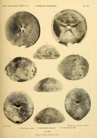 Reproducción/Reproduction 49484390563: Wissenschaftliche Ergebnisse der Deutschen Tiefsee-Expedition auf dem Dampfer ""Valdivia"" 1898-1899.. Jena,G. Fischer,1902-40.. 