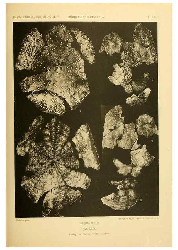 Reproducción/Reproduction 49485088332: Wissenschaftliche Ergebnisse der Deutschen Tiefsee-Expedition auf dem Dampfer ""Valdivia"" 1898-1899.. Jena,G. Fischer,1902-40.. 