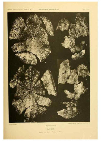 Reproducción/Reproduction 49485088332: Wissenschaftliche Ergebnisse der Deutschen Tiefsee-Expedition auf dem Dampfer ""Valdivia"" 1898-1899.. Jena,G. Fischer,1902-40.. 