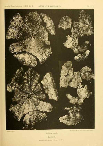 Reproducción/Reproduction 49485088332: Wissenschaftliche Ergebnisse der Deutschen Tiefsee-Expedition auf dem Dampfer ""Valdivia"" 1898-1899.. Jena,G. Fischer,1902-40.. 