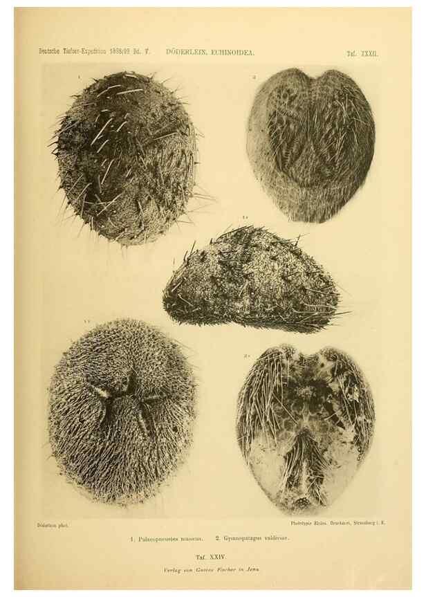 Reproducción/Reproduction 49484882276: Wissenschaftliche Ergebnisse der Deutschen Tiefsee-Expedition auf dem Dampfer ""Valdivia"" 1898-1899.. Jena,G. Fischer,1902-40.. 