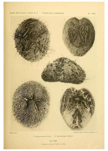 Reproducción/Reproduction 49484882276: Wissenschaftliche Ergebnisse der Deutschen Tiefsee-Expedition auf dem Dampfer ""Valdivia"" 1898-1899.. Jena,G. Fischer,1902-40.. 
