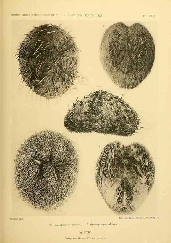 Reproducción/Reproduction 49484882276: Wissenschaftliche Ergebnisse der Deutschen Tiefsee-Expedition auf dem Dampfer ""Valdivia"" 1898-1899.. Jena,G. Fischer,1902-40.. 