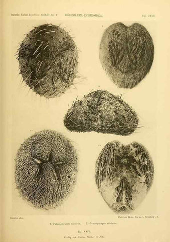 Reproducción/Reproduction 49484882276: Wissenschaftliche Ergebnisse der Deutschen Tiefsee-Expedition auf dem Dampfer ""Valdivia"" 1898-1899.. Jena,G. Fischer,1902-40.. 