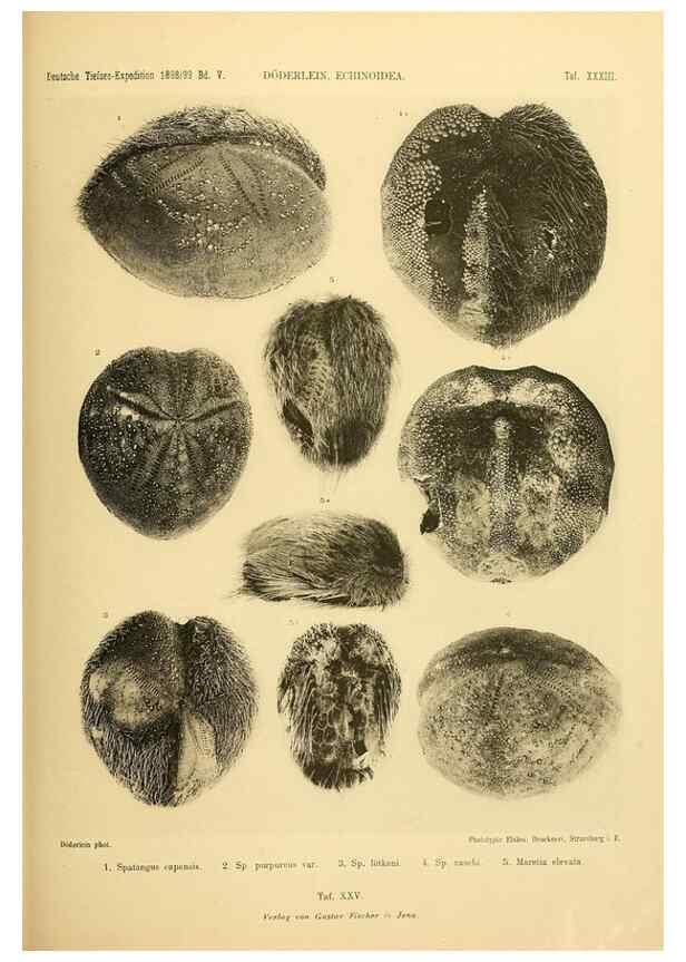 Reproducción/Reproduction 49484391393: Wissenschaftliche Ergebnisse der Deutschen Tiefsee-Expedition auf dem Dampfer ""Valdivia"" 1898-1899.. Jena,G. Fischer,1902-40.. 