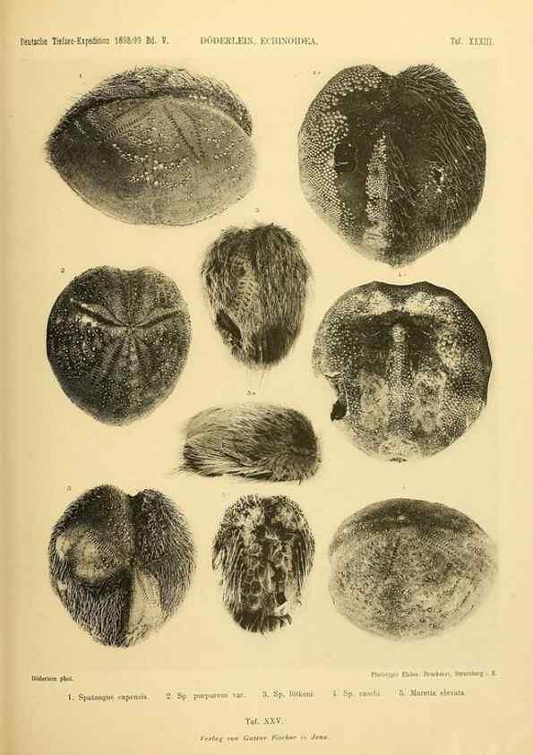 Reproducción/Reproduction 49484391393: Wissenschaftliche Ergebnisse der Deutschen Tiefsee-Expedition auf dem Dampfer ""Valdivia"" 1898-1899.. Jena,G. Fischer,1902-40.. 