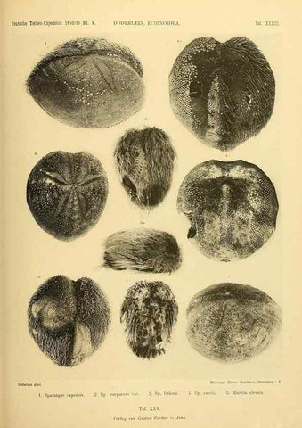 Reproducción/Reproduction 49484391393: Wissenschaftliche Ergebnisse der Deutschen Tiefsee-Expedition auf dem Dampfer ""Valdivia"" 1898-1899.. Jena,G. Fischer,1902-40.. 