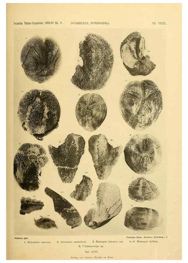 Reproducción/Reproduction 49484882811: Wissenschaftliche Ergebnisse der Deutschen Tiefsee-Expedition auf dem Dampfer ""Valdivia"" 1898-1899.. Jena,G. Fischer,1902-40.. 