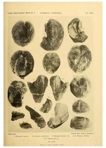 Reproducción/Reproduction 49484882811: Wissenschaftliche Ergebnisse der Deutschen Tiefsee-Expedition auf dem Dampfer ""Valdivia"" 1898-1899.. Jena,G. Fischer,1902-40.. 