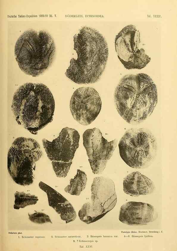 Reproducción/Reproduction 49484882811: Wissenschaftliche Ergebnisse der Deutschen Tiefsee-Expedition auf dem Dampfer ""Valdivia"" 1898-1899.. Jena,G. Fischer,1902-40.. 