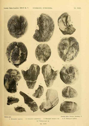 Reproducción/Reproduction 49484882811: Wissenschaftliche Ergebnisse der Deutschen Tiefsee-Expedition auf dem Dampfer ""Valdivia"" 1898-1899.. Jena,G. Fischer,1902-40.. 
