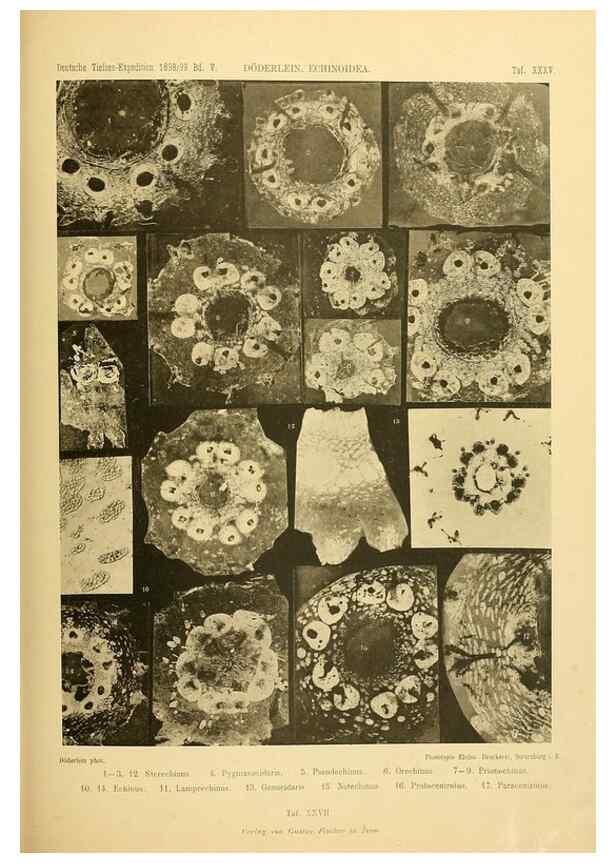 Reproducción/Reproduction 49484883131: Wissenschaftliche Ergebnisse der Deutschen Tiefsee-Expedition auf dem Dampfer ""Valdivia"" 1898-1899.. Jena,G. Fischer,1902-40.. 