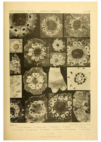 Reproducción/Reproduction 49484883131: Wissenschaftliche Ergebnisse der Deutschen Tiefsee-Expedition auf dem Dampfer ""Valdivia"" 1898-1899.. Jena,G. Fischer,1902-40.. 