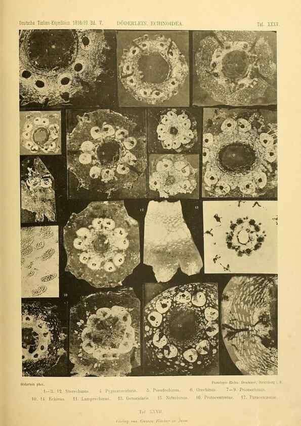 Reproducción/Reproduction 49484883131: Wissenschaftliche Ergebnisse der Deutschen Tiefsee-Expedition auf dem Dampfer ""Valdivia"" 1898-1899.. Jena,G. Fischer,1902-40.. 