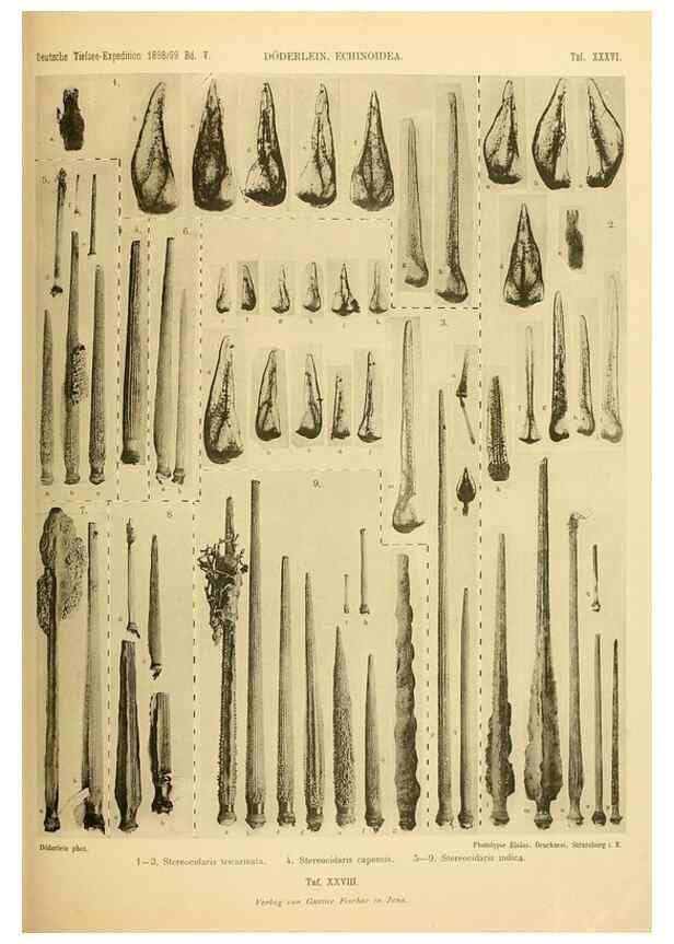 Reproducción/Reproduction 49484883416: Wissenschaftliche Ergebnisse der Deutschen Tiefsee-Expedition auf dem Dampfer ""Valdivia"" 1898-1899.. Jena,G. Fischer,1902-40.. 
