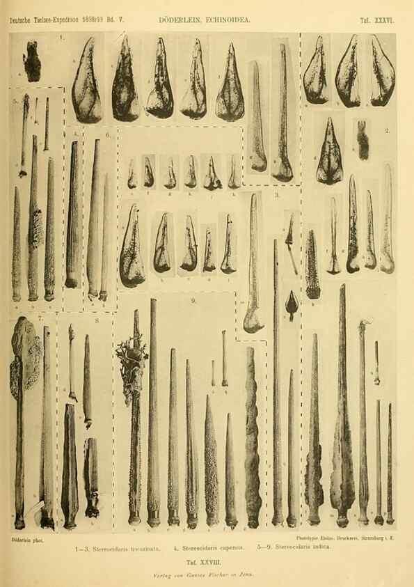 Reproducción/Reproduction 49484883416: Wissenschaftliche Ergebnisse der Deutschen Tiefsee-Expedition auf dem Dampfer ""Valdivia"" 1898-1899.. Jena,G. Fischer,1902-40.. 