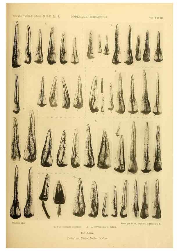 Reproducción/Reproduction 49484883671: Wissenschaftliche Ergebnisse der Deutschen Tiefsee-Expedition auf dem Dampfer ""Valdivia"" 1898-1899.. Jena,G. Fischer,1902-40.. 