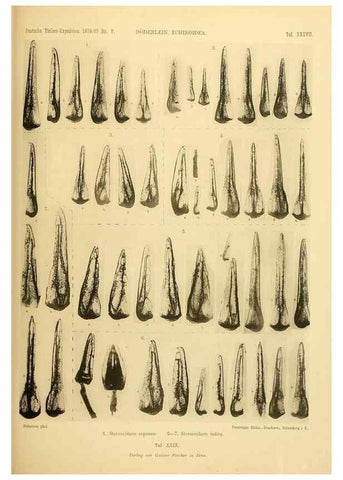 Reproducción/Reproduction 49484883671: Wissenschaftliche Ergebnisse der Deutschen Tiefsee-Expedition auf dem Dampfer ""Valdivia"" 1898-1899.. Jena,G. Fischer,1902-40.. 