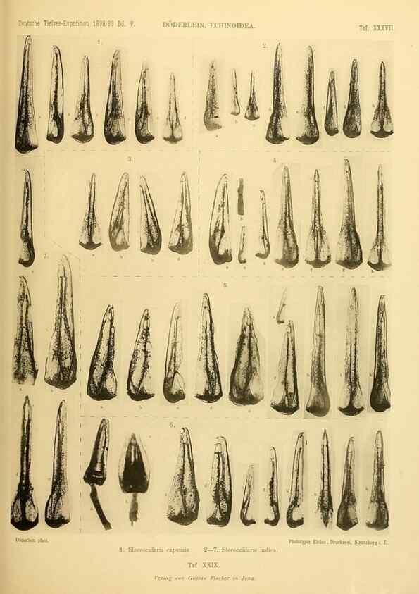 Reproducción/Reproduction 49484883671: Wissenschaftliche Ergebnisse der Deutschen Tiefsee-Expedition auf dem Dampfer ""Valdivia"" 1898-1899.. Jena,G. Fischer,1902-40.. 