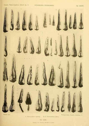 Reproducción/Reproduction 49484883671: Wissenschaftliche Ergebnisse der Deutschen Tiefsee-Expedition auf dem Dampfer ""Valdivia"" 1898-1899.. Jena,G. Fischer,1902-40.. 
