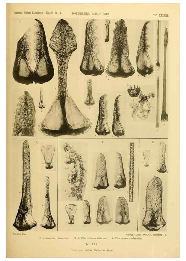 Reproducción/Reproduction 49484883981: Wissenschaftliche Ergebnisse der Deutschen Tiefsee-Expedition auf dem Dampfer ""Valdivia"" 1898-1899.. Jena,G. Fischer,1902-40.. 