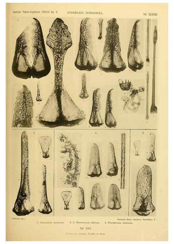 Reproducción/Reproduction 49484883981: Wissenschaftliche Ergebnisse der Deutschen Tiefsee-Expedition auf dem Dampfer ""Valdivia"" 1898-1899.. Jena,G. Fischer,1902-40.. 