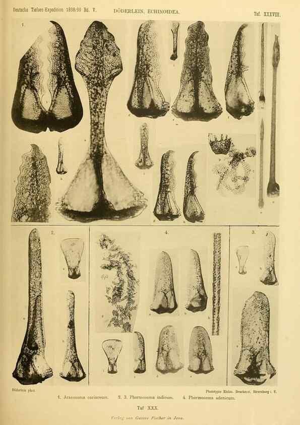 Reproducción/Reproduction 49484883981: Wissenschaftliche Ergebnisse der Deutschen Tiefsee-Expedition auf dem Dampfer ""Valdivia"" 1898-1899.. Jena,G. Fischer,1902-40.. 