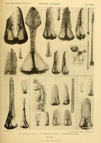 Reproducción/Reproduction 49484883981: Wissenschaftliche Ergebnisse der Deutschen Tiefsee-Expedition auf dem Dampfer ""Valdivia"" 1898-1899.. Jena,G. Fischer,1902-40.. 