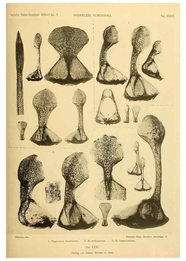 Reproducción/Reproduction 49484884306: Wissenschaftliche Ergebnisse der Deutschen Tiefsee-Expedition auf dem Dampfer ""Valdivia"" 1898-1899.. Jena,G. Fischer,1902-40.. 