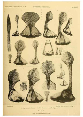 Reproducción/Reproduction 49484884306: Wissenschaftliche Ergebnisse der Deutschen Tiefsee-Expedition auf dem Dampfer ""Valdivia"" 1898-1899.. Jena,G. Fischer,1902-40.. 