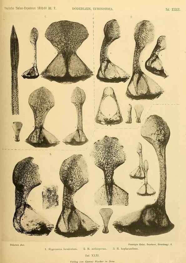 Reproducción/Reproduction 49484884306: Wissenschaftliche Ergebnisse der Deutschen Tiefsee-Expedition auf dem Dampfer ""Valdivia"" 1898-1899.. Jena,G. Fischer,1902-40.. 
