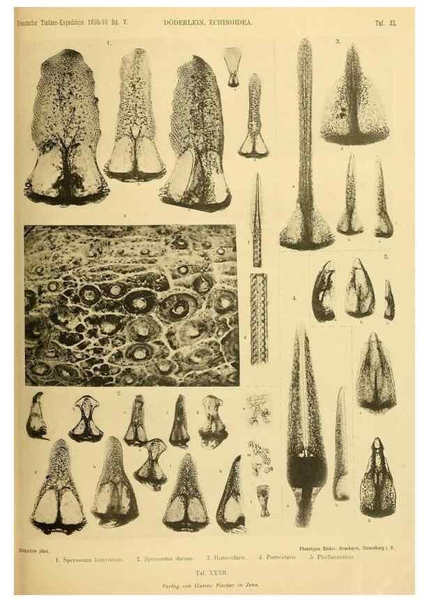 Reproducción/Reproduction 49484393348: Wissenschaftliche Ergebnisse der Deutschen Tiefsee-Expedition auf dem Dampfer ""Valdivia"" 1898-1899.. Jena,G. Fischer,1902-40.. 