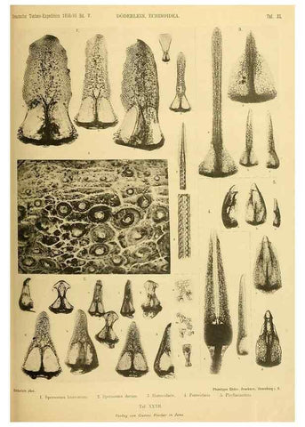 Reproducción/Reproduction 49484393348: Wissenschaftliche Ergebnisse der Deutschen Tiefsee-Expedition auf dem Dampfer ""Valdivia"" 1898-1899.. Jena,G. Fischer,1902-40.. 