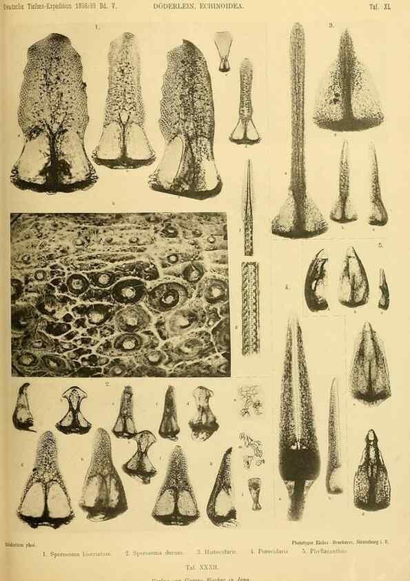Reproducción/Reproduction 49484393348: Wissenschaftliche Ergebnisse der Deutschen Tiefsee-Expedition auf dem Dampfer ""Valdivia"" 1898-1899.. Jena,G. Fischer,1902-40.. 