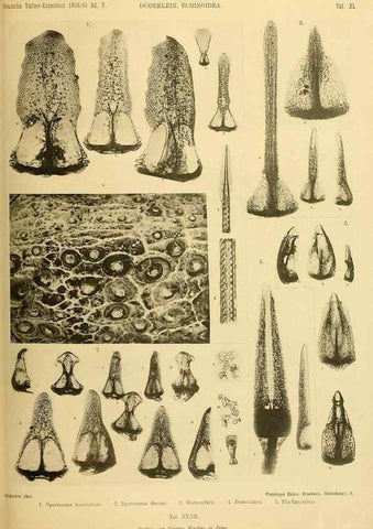 Reproducción/Reproduction 49484393348: Wissenschaftliche Ergebnisse der Deutschen Tiefsee-Expedition auf dem Dampfer ""Valdivia"" 1898-1899.. Jena,G. Fischer,1902-40.. 