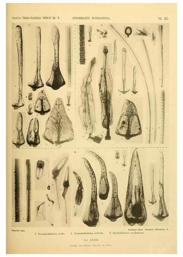 Reproducción/Reproduction 49485091097: Wissenschaftliche Ergebnisse der Deutschen Tiefsee-Expedition auf dem Dampfer ""Valdivia"" 1898-1899.. Jena,G. Fischer,1902-40.. 