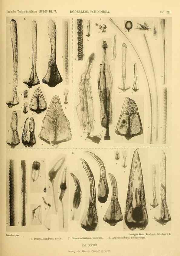 Reproducción/Reproduction 49485091097: Wissenschaftliche Ergebnisse der Deutschen Tiefsee-Expedition auf dem Dampfer ""Valdivia"" 1898-1899.. Jena,G. Fischer,1902-40.. 