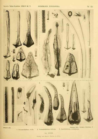 Reproducción/Reproduction 49485091097: Wissenschaftliche Ergebnisse der Deutschen Tiefsee-Expedition auf dem Dampfer ""Valdivia"" 1898-1899.. Jena,G. Fischer,1902-40.. 