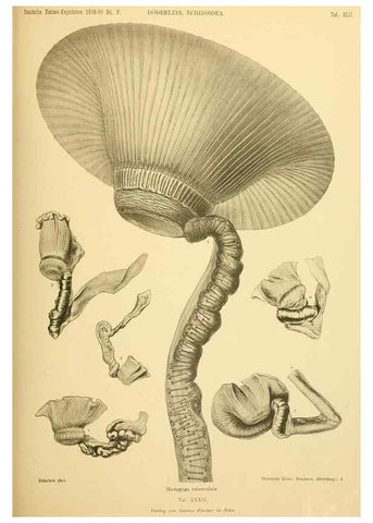 Reproducción/Reproduction 49484393933: Wissenschaftliche Ergebnisse der Deutschen Tiefsee-Expedition auf dem Dampfer ""Valdivia"" 1898-1899.. Jena,G. Fischer,1902-40.. 