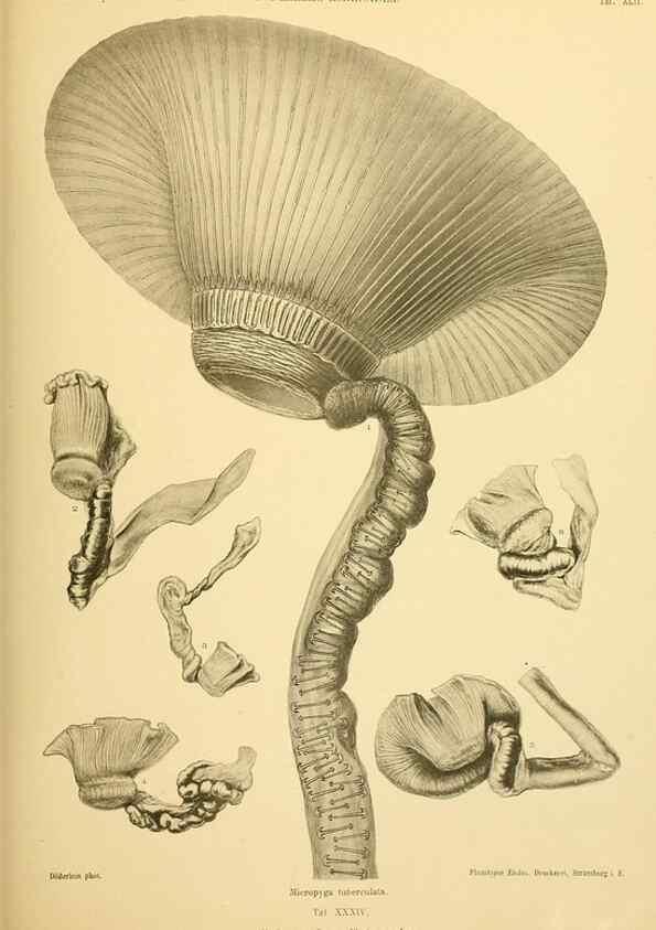 Reproducción/Reproduction 49484393933: Wissenschaftliche Ergebnisse der Deutschen Tiefsee-Expedition auf dem Dampfer ""Valdivia"" 1898-1899.. Jena,G. Fischer,1902-40.. 