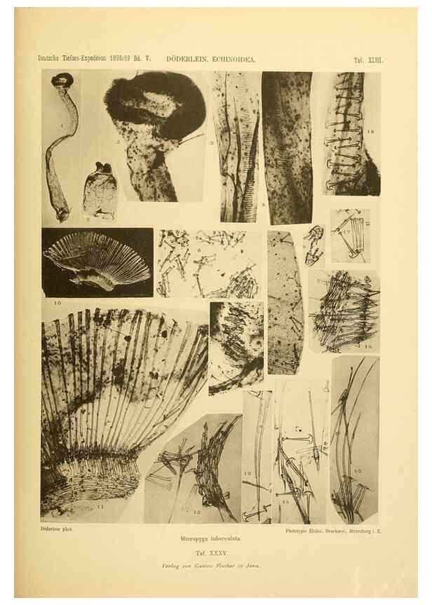 Reproducción/Reproduction 49485091557: Wissenschaftliche Ergebnisse der Deutschen Tiefsee-Expedition auf dem Dampfer ""Valdivia"" 1898-1899.. Jena,G. Fischer,1902-40.. 