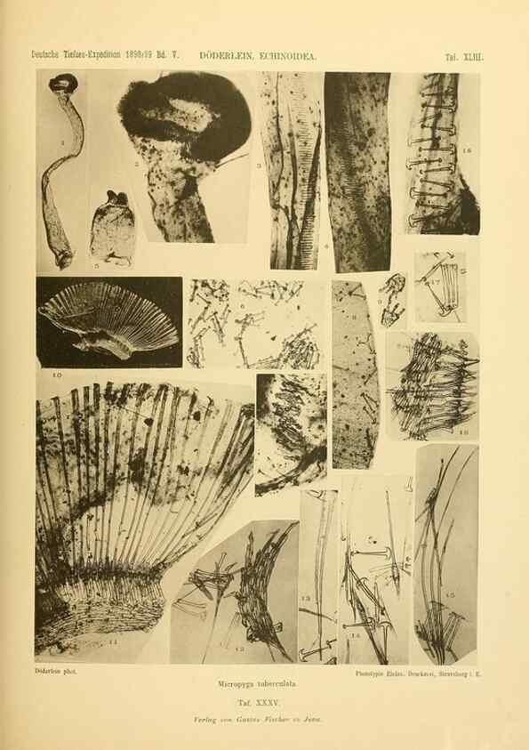 Reproducción/Reproduction 49485091557: Wissenschaftliche Ergebnisse der Deutschen Tiefsee-Expedition auf dem Dampfer ""Valdivia"" 1898-1899.. Jena,G. Fischer,1902-40.. 
