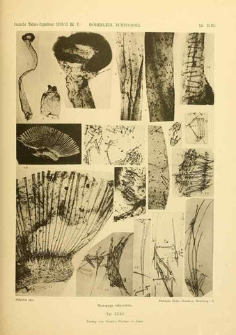 Reproducción/Reproduction 49485091557: Wissenschaftliche Ergebnisse der Deutschen Tiefsee-Expedition auf dem Dampfer ""Valdivia"" 1898-1899.. Jena,G. Fischer,1902-40.. 