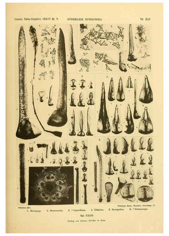 Reproducción/Reproduction 49485091847: Wissenschaftliche Ergebnisse der Deutschen Tiefsee-Expedition auf dem Dampfer ""Valdivia"" 1898-1899.. Jena,G. Fischer,1902-40.. 