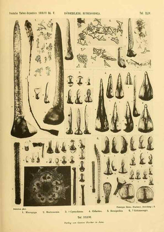 Reproducción/Reproduction 49485091847: Wissenschaftliche Ergebnisse der Deutschen Tiefsee-Expedition auf dem Dampfer ""Valdivia"" 1898-1899.. Jena,G. Fischer,1902-40.. 