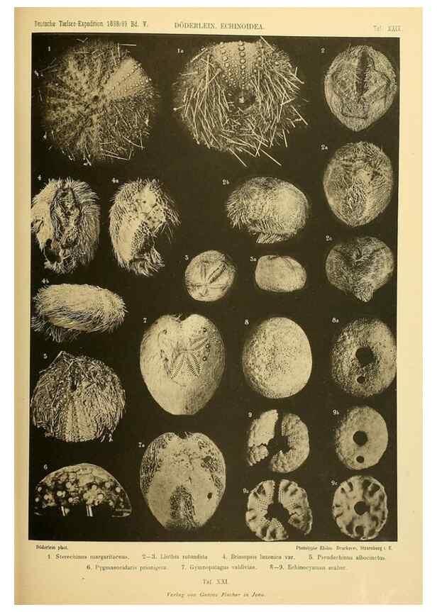 Reproducción/Reproduction 49484881331: Wissenschaftliche Ergebnisse der Deutschen Tiefsee-Expedition auf dem Dampfer ""Valdivia"" 1898-1899.. Jena,G. Fischer,1902-40.. 
