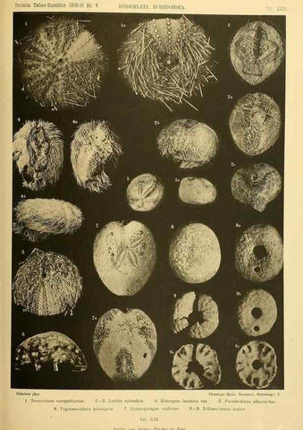 Reproducción/Reproduction 49484881331: Wissenschaftliche Ergebnisse der Deutschen Tiefsee-Expedition auf dem Dampfer ""Valdivia"" 1898-1899.. Jena,G. Fischer,1902-40.. 